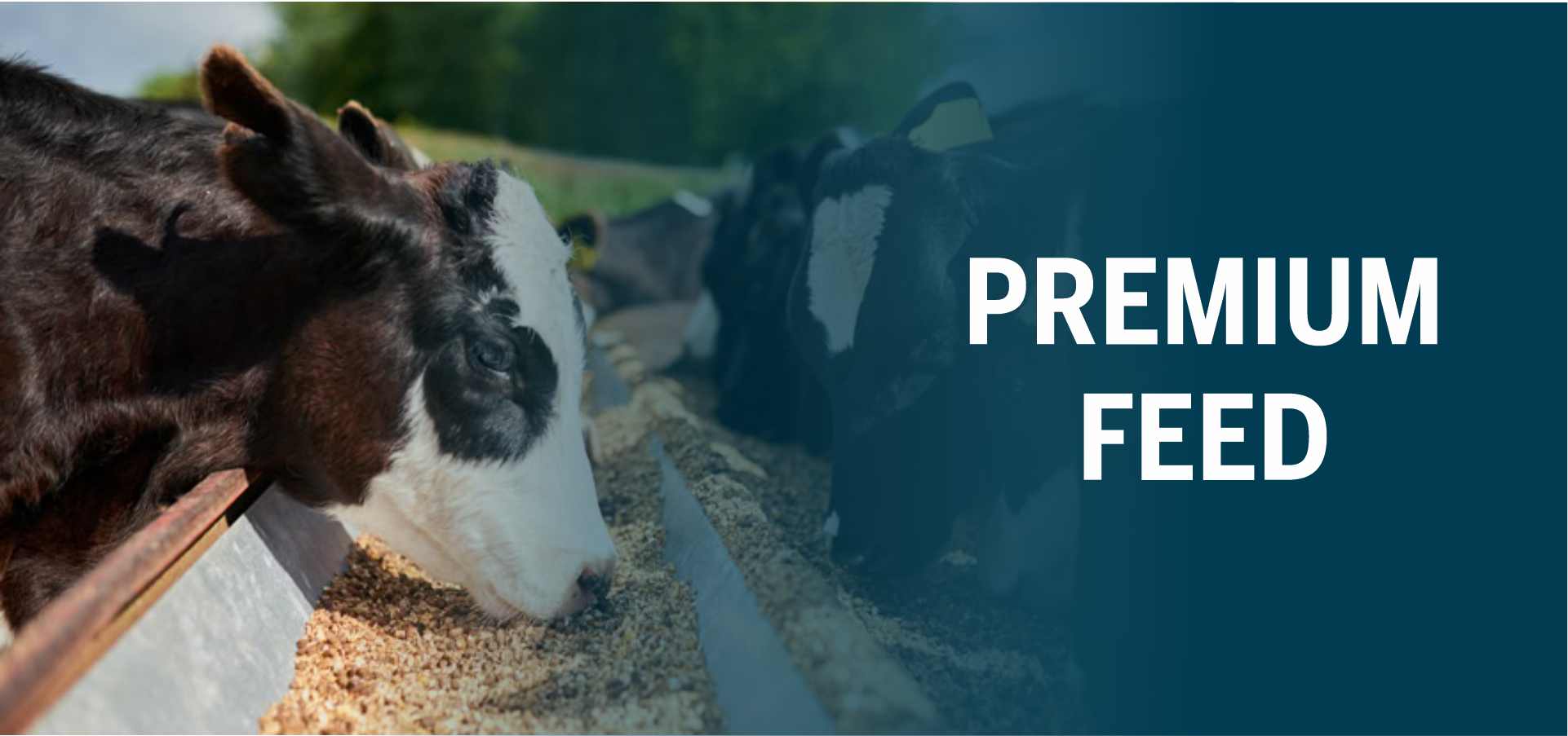 Livestock feeding — Namibian agriculture